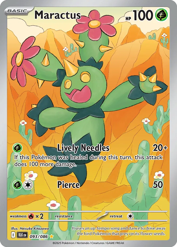 093/086 Maractus